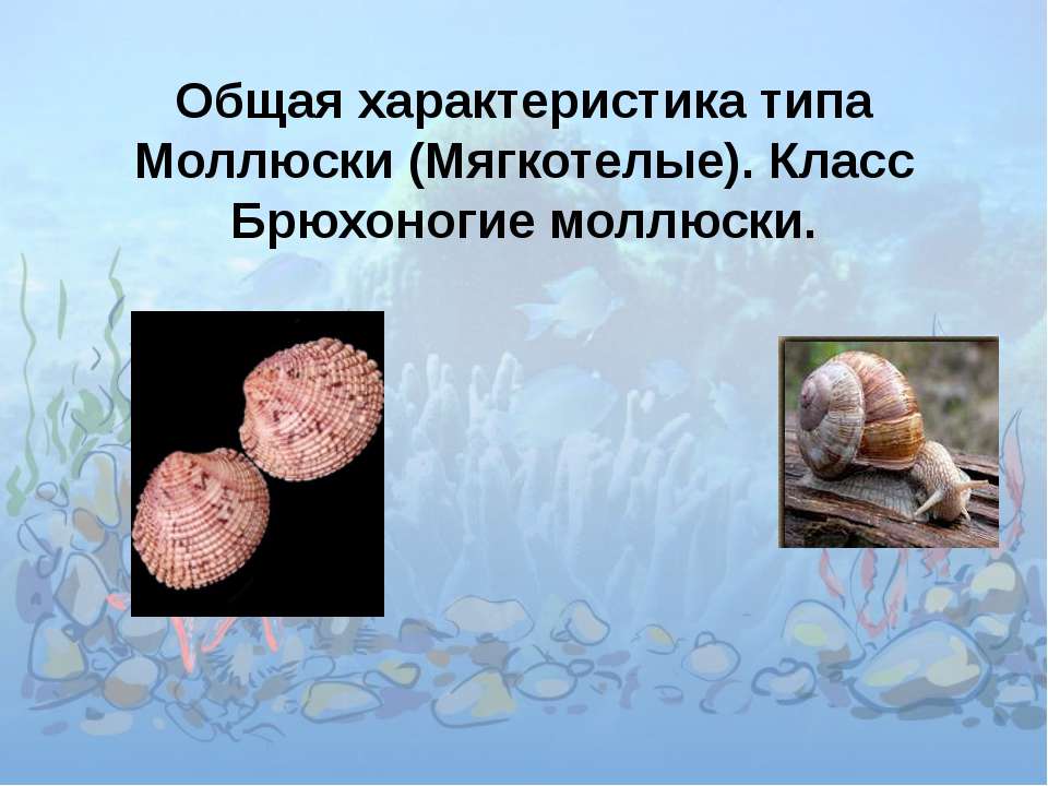 Общая характеристика типа Моллюски (Мягкотелые). Класс Брюхоногие моллюски - Учебники, Презентации и Подготовка к Экзаменам для Школьников на Klass-Uchebnik.com