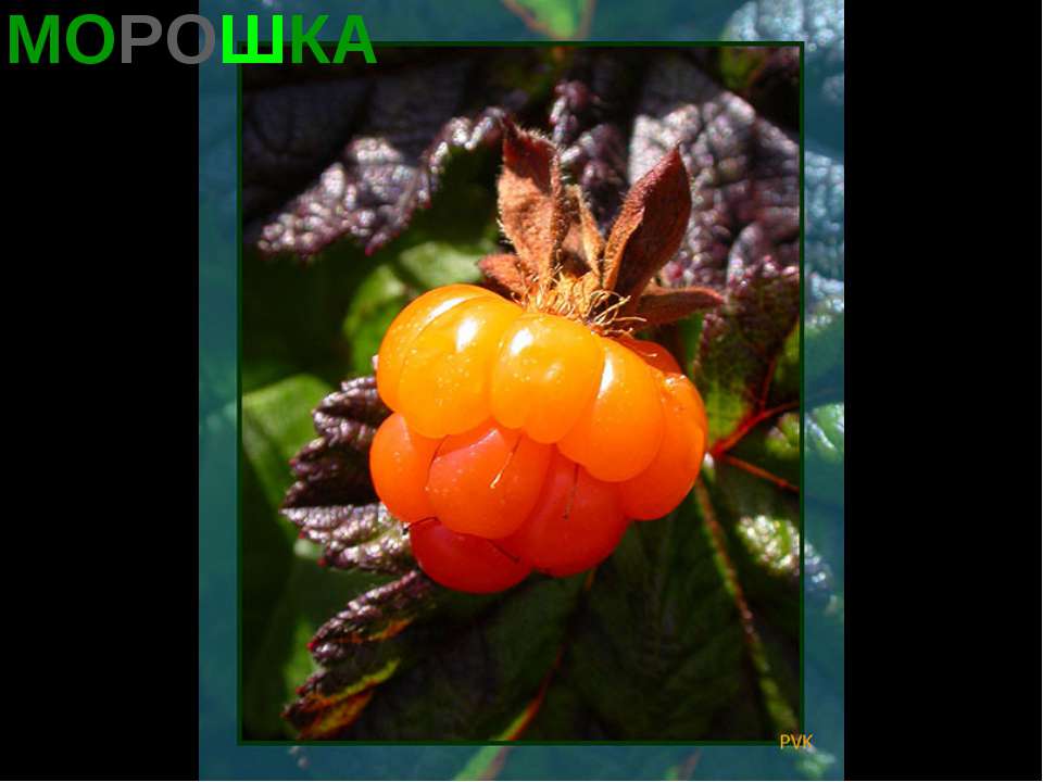 Морошка Учебники, Презентации и Подготовка к Экзаменам для Школьников на Klass-Uchebnik.com