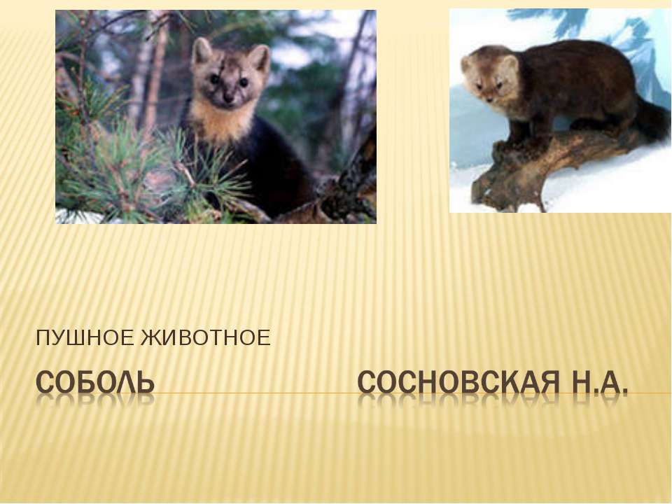 Пушное животное Соболь Учебники, Презентации и Подготовка к Экзаменам для Школьников на Klass-Uchebnik.com