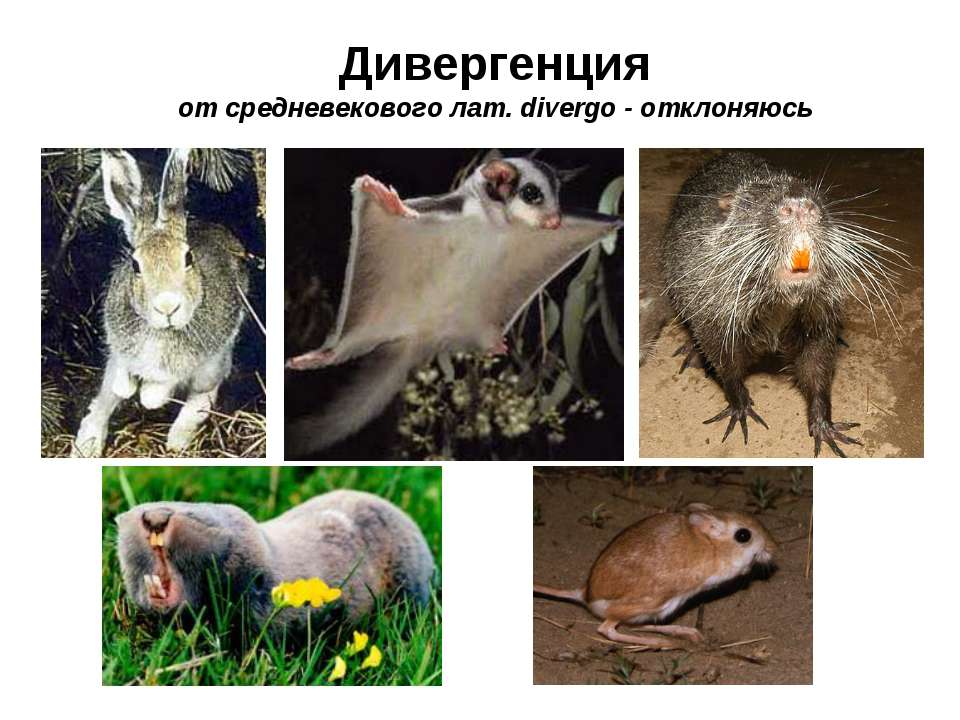 Дивергенция Учебники, Презентации и Подготовка к Экзаменам для Школьников на Klass-Uchebnik.com