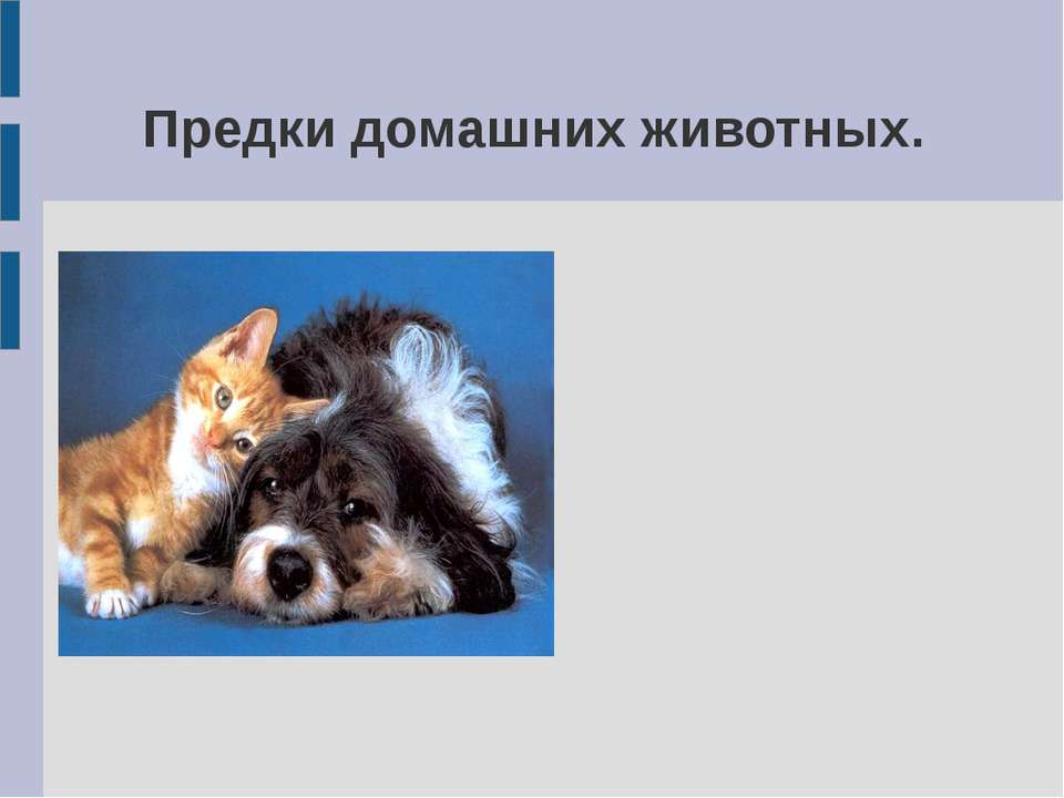 Предки домашних животных Учебники, Презентации и Подготовка к Экзаменам для Школьников на Klass-Uchebnik.com