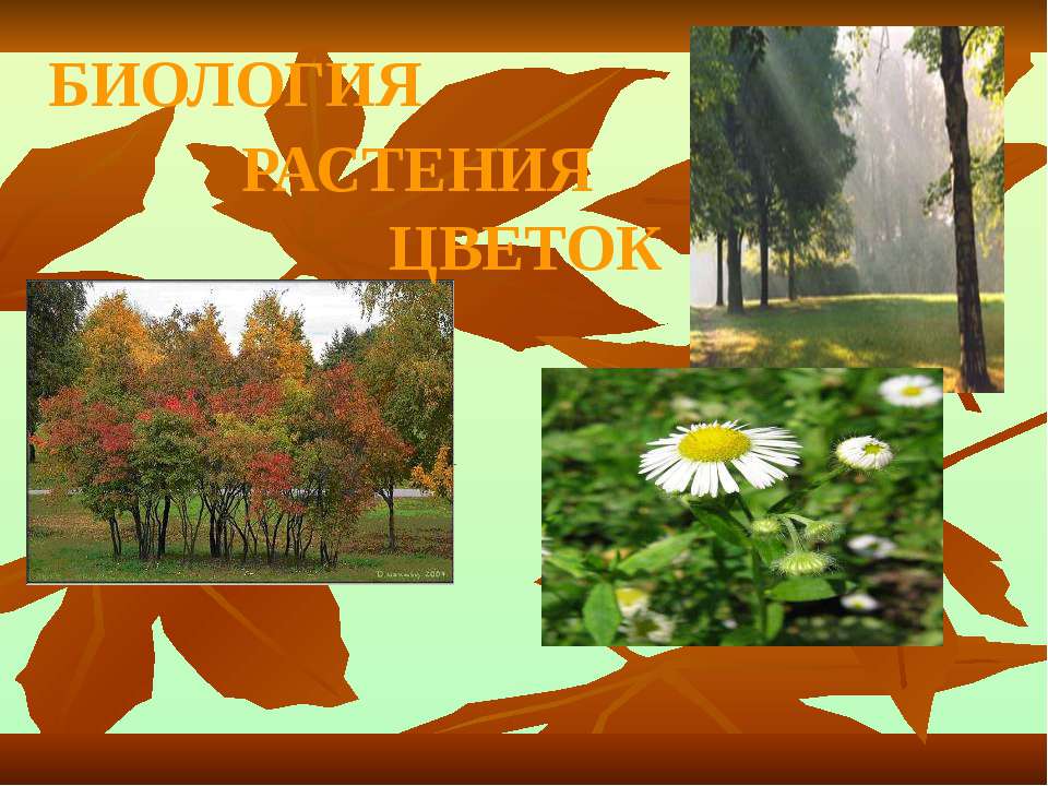 Биология. Растения. Цветок Учебники, Презентации и Подготовка к Экзаменам для Школьников на Klass-Uchebnik.com