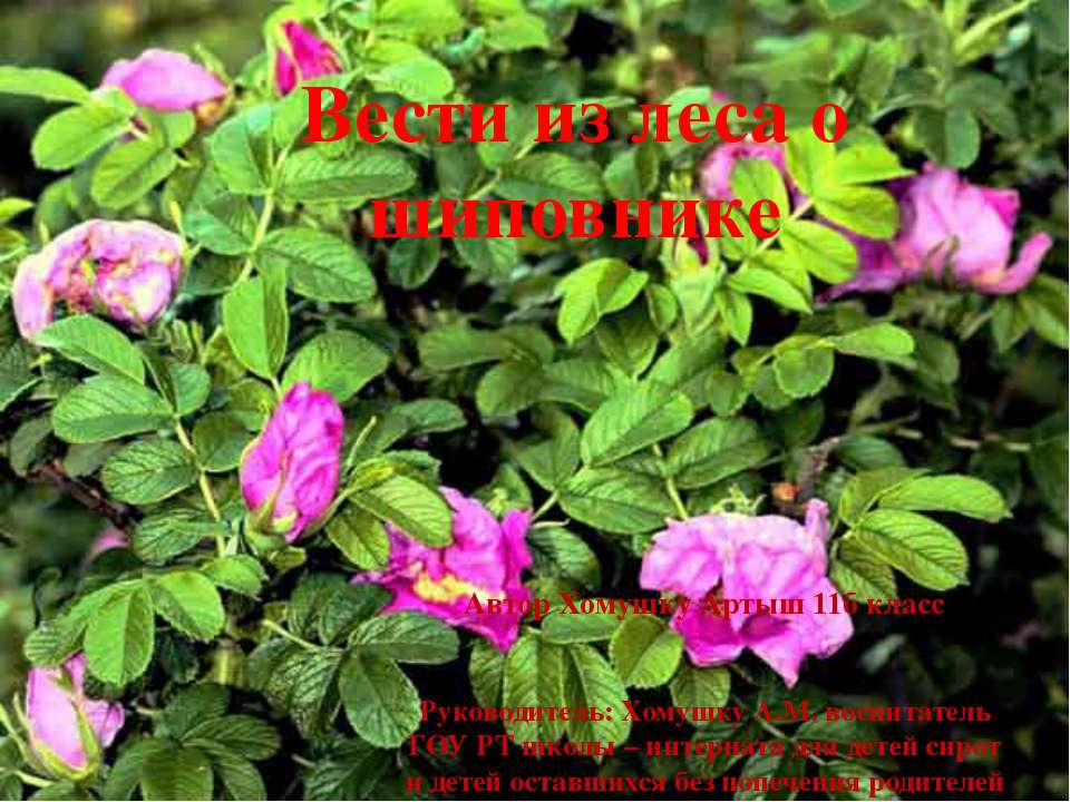 Вести из леса о шиповнике Учебники, Презентации и Подготовка к Экзаменам для Школьников на Klass-Uchebnik.com