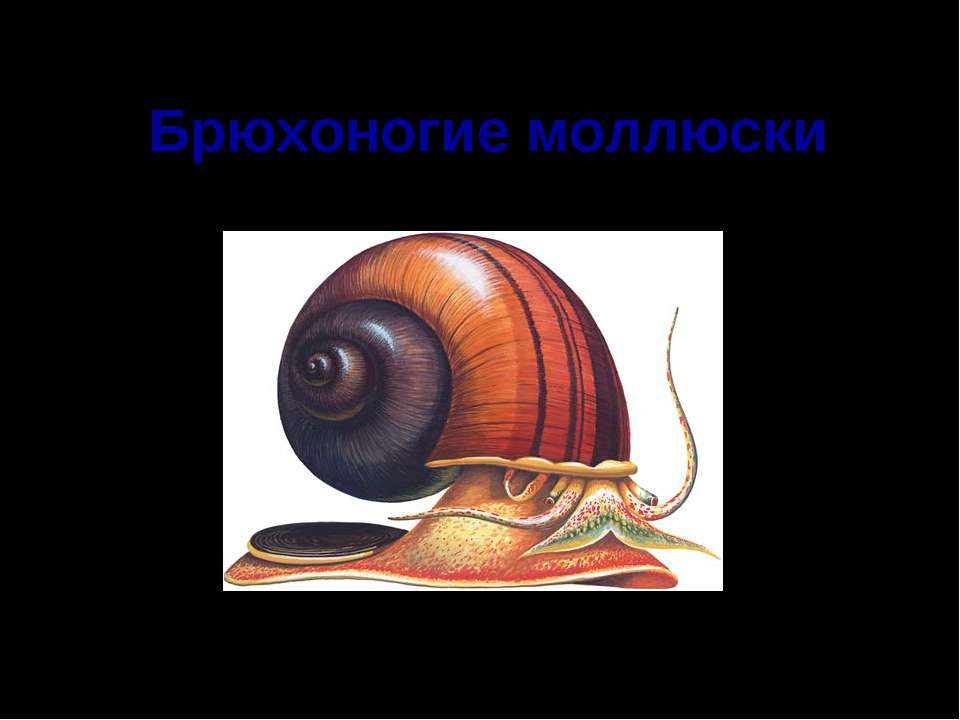 Брюхоногие моллюски Учебники, Презентации и Подготовка к Экзаменам для Школьников на Klass-Uchebnik.com