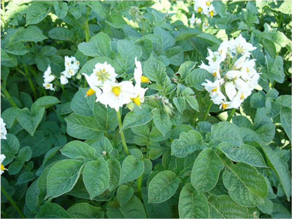 Картофель Учебники, Презентации и Подготовка к Экзаменам для Школьников на Klass-Uchebnik.com