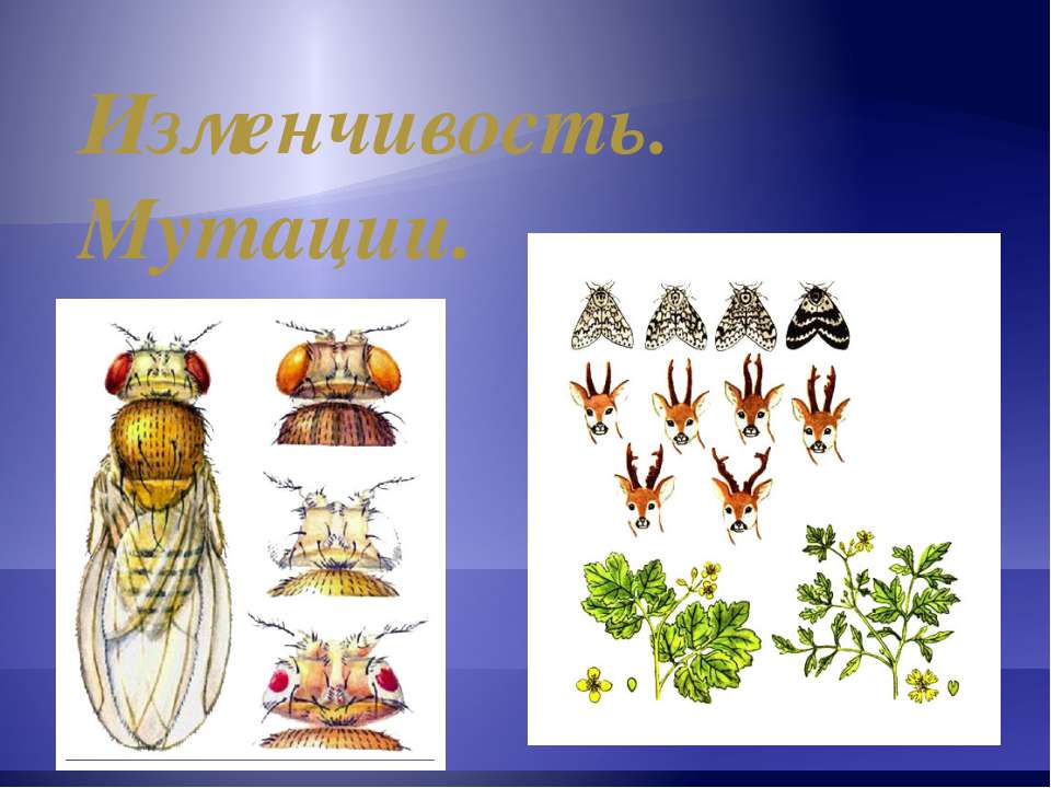 Изменчивость. Мутации Учебники, Презентации и Подготовка к Экзаменам для Школьников на Klass-Uchebnik.com