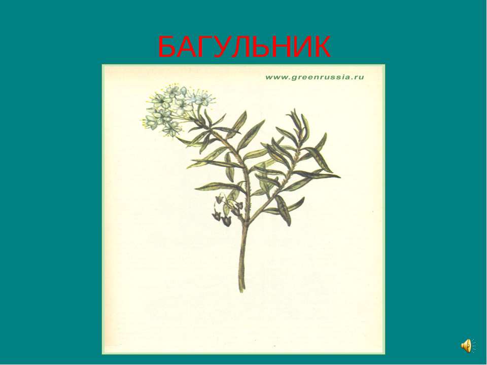 Багульник Учебники, Презентации и Подготовка к Экзаменам для Школьников на Klass-Uchebnik.com