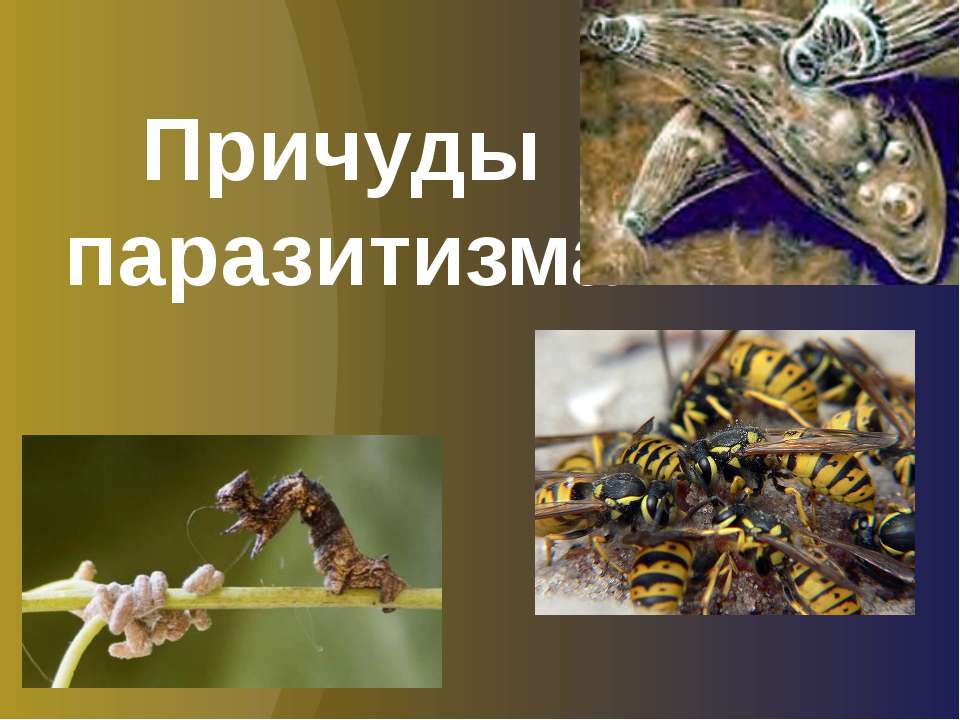 Причуды паразитизма Учебники, Презентации и Подготовка к Экзаменам для Школьников на Klass-Uchebnik.com