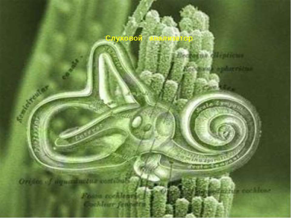 Слуховой анализатор Учебники, Презентации и Подготовка к Экзаменам для Школьников на Klass-Uchebnik.com