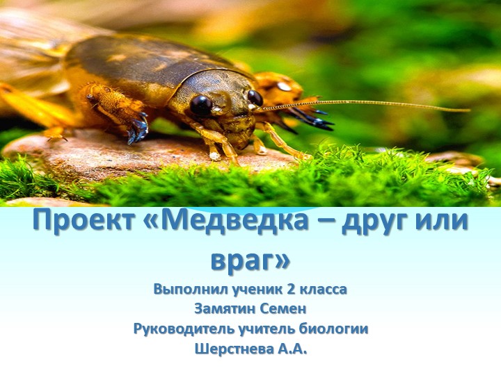 Презентация к проекту "Медведка - друг или враг" Учебники, Презентации и Подготовка к Экзаменам для Школьников на Klass-Uchebnik.com