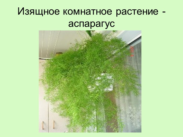 Презентация по окружающему миру "Аспарагус" Учебники, Презентации и Подготовка к Экзаменам для Школьников на Klass-Uchebnik.com
