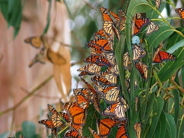 Презентация по теме "Класс Насекомые" Учебники, Презентации и Подготовка к Экзаменам для Школьников на Klass-Uchebnik.com