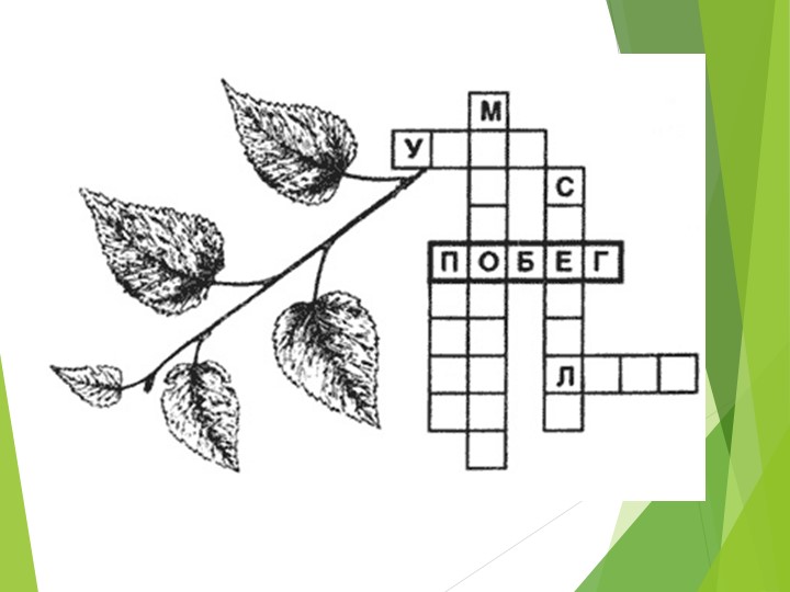 Презентация по биологии "Внешнее строение листа" (6 класс) Учебники, Презентации и Подготовка к Экзаменам для Школьников на Klass-Uchebnik.com