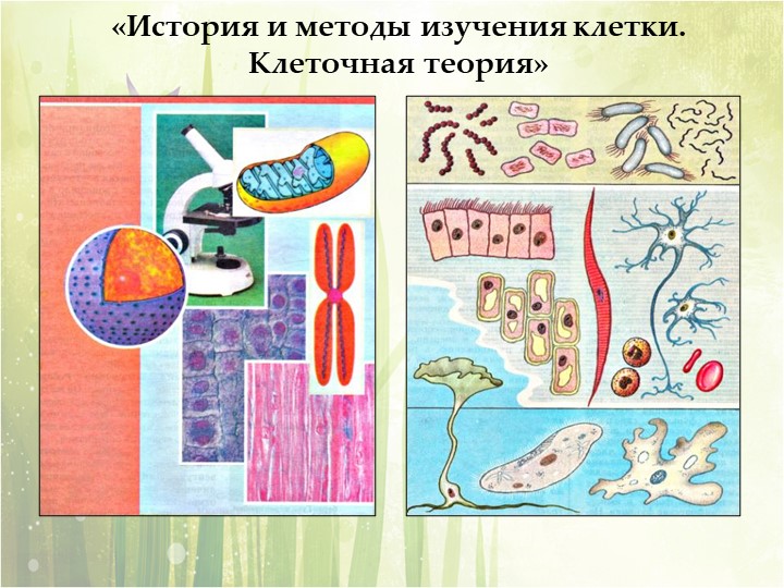 Презентация по биологии на тему "Клеточная теория" (9класс) - Учебники, Презентации и Подготовка к Экзаменам для Школьников на Klass-Uchebnik.com