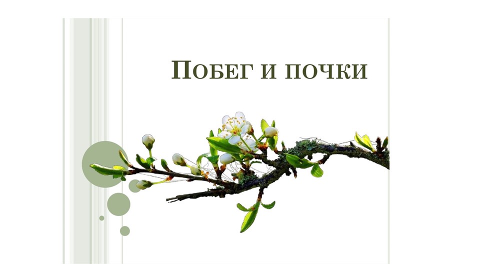 Презентация по теме "Побег и почки" Учебники, Презентации и Подготовка к Экзаменам для Школьников на Klass-Uchebnik.com