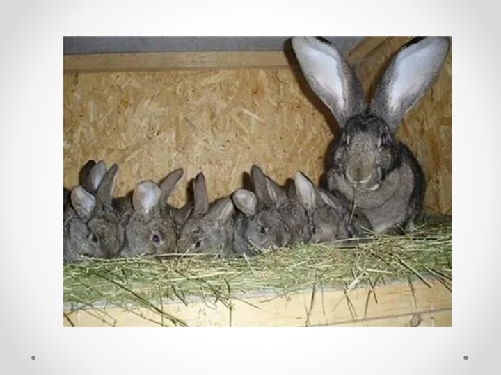 Презентация по сельскохозяйственному труду "Разведение кроликов"(5 класс) - Учебники, Презентации и Подготовка к Экзаменам для Школьников на Klass-Uchebnik.com