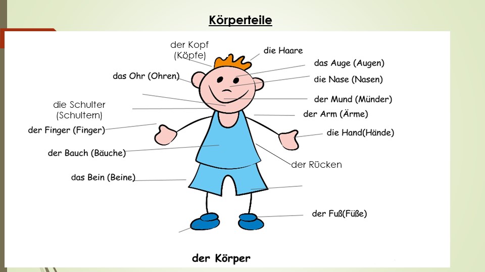 Презентация по немецкому языку "Части тела" - Учебники, Презентации и Подготовка к Экзаменам для Школьников на Klass-Uchebnik.com