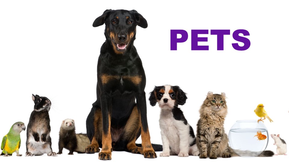 Презентация по английскому языку на тему "Животные(питомцы)" (3 класс) Учебники, Презентации и Подготовка к Экзаменам для Школьников на Klass-Uchebnik.com