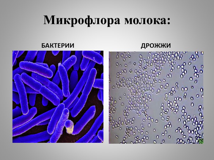 Презентация " Микрофлора молока" Учебники, Презентации и Подготовка к Экзаменам для Школьников на Klass-Uchebnik.com