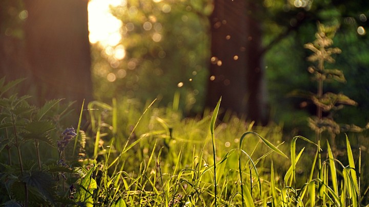 Презентация к уроку "Лесные зоны" Учебники, Презентации и Подготовка к Экзаменам для Школьников на Klass-Uchebnik.com