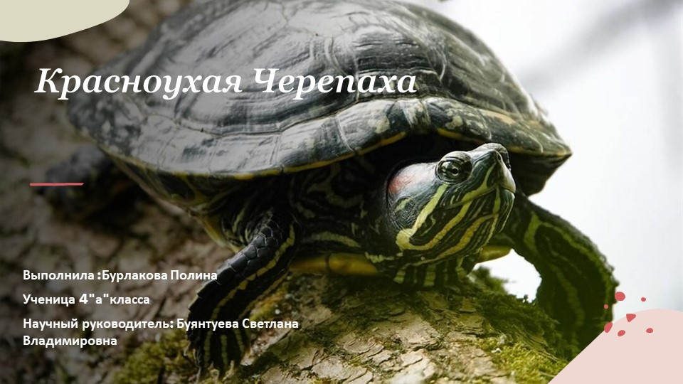 Презентация по окружающему миру "Красноухая черепаха" Учебники, Презентации и Подготовка к Экзаменам для Школьников на Klass-Uchebnik.com