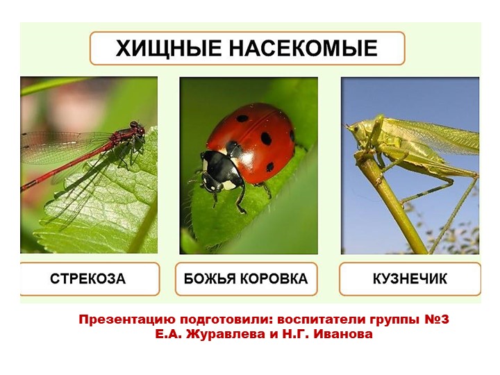 Презентация для дошкольников "Хищные насекомые" Учебники, Презентации и Подготовка к Экзаменам для Школьников на Klass-Uchebnik.com