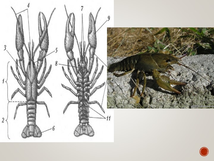 Презентация к уроку:" Класс Паукообразные" - Учебники, Презентации и Подготовка к Экзаменам для Школьников на Klass-Uchebnik.com