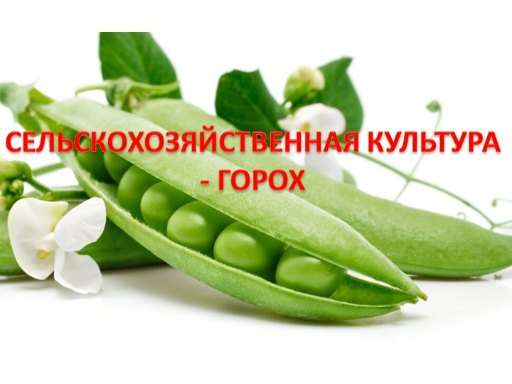 Презентация по сельскохозяйственному труду на тему "Сельскохозяйственная культура - горох" Учебники, Презентации и Подготовка к Экзаменам для Школьников на Klass-Uchebnik.com