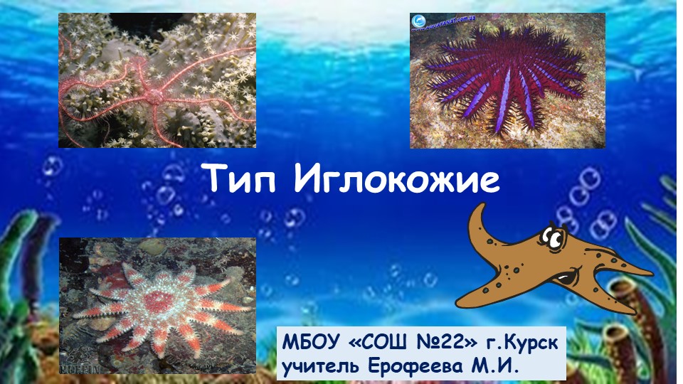 Биология. 7 класс "Иглокожие" - Учебники, Презентации и Подготовка к Экзаменам для Школьников на Klass-Uchebnik.com