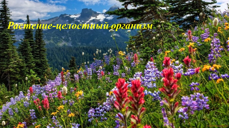 Презентация урока биологии "Растение - целостный организм" Учебники, Презентации и Подготовка к Экзаменам для Школьников на Klass-Uchebnik.com