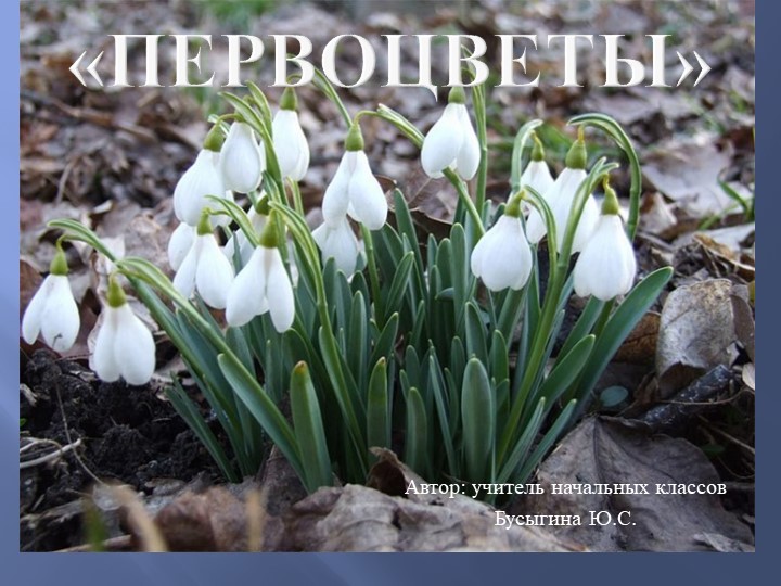 Презентация «Ранние цветы - Первоцветы» - Учебники, Презентации и Подготовка к Экзаменам для Школьников на Klass-Uchebnik.com