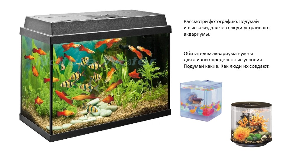 Презентация по окружающему миру "Мир за стеклянным берегом" (1 класс) Учебники, Презентации и Подготовка к Экзаменам для Школьников на Klass-Uchebnik.com