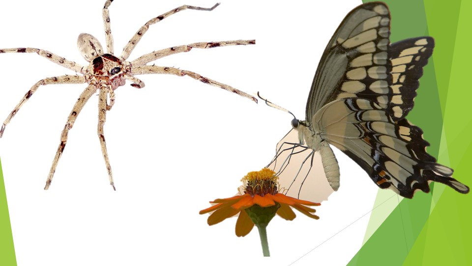 Презентация на тему Шестиногие и Восьминогие Учебники, Презентации и Подготовка к Экзаменам для Школьников на Klass-Uchebnik.com