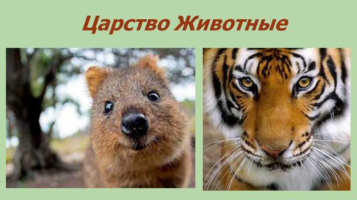 Презентация - "Царство Животные ". Учебники, Презентации и Подготовка к Экзаменам для Школьников на Klass-Uchebnik.com
