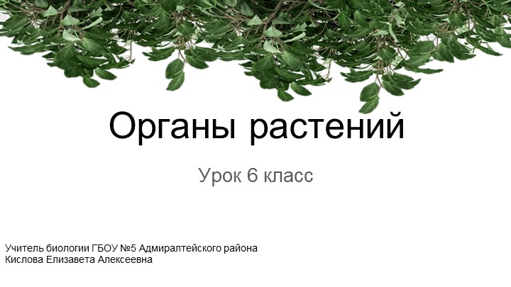 Презентация к уроку: "Органы растений" (6 класс) - Учебники, Презентации и Подготовка к Экзаменам для Школьников на Klass-Uchebnik.com