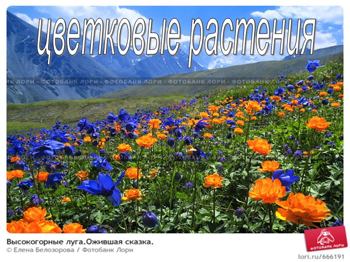 Презентация по биологии на тему "Покрытосеменные" (6 класс) Учебники, Презентации и Подготовка к Экзаменам для Школьников на Klass-Uchebnik.com