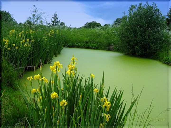 Презентация по биологии на тему " Разнообразие и значение земноводных" - Учебники, Презентации и Подготовка к Экзаменам для Школьников на Klass-Uchebnik.com