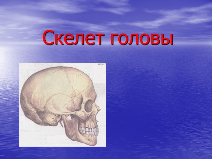 Презентация по биологии на тему "Скелет головы" ОВЗ (9 класс) Учебники, Презентации и Подготовка к Экзаменам для Школьников на Klass-Uchebnik.com