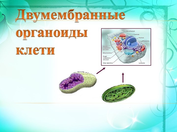 Презентация по биологии на тему "Двумембранные органоиды". 10 класс - Учебники, Презентации и Подготовка к Экзаменам для Школьников на Klass-Uchebnik.com
