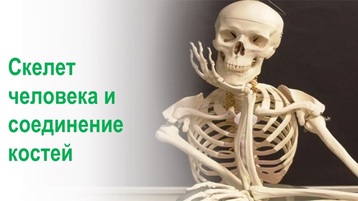 Презентация по биологии на тему "Скелет человека и соединение костей" (8 класс) Учебники, Презентации и Подготовка к Экзаменам для Школьников на Klass-Uchebnik.com