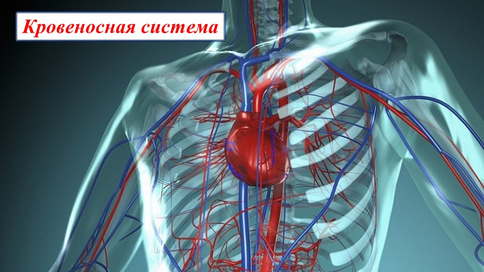 Кровеносная и иммунная системы + примеры ОГЭ Учебники, Презентации и Подготовка к Экзаменам для Школьников на Klass-Uchebnik.com