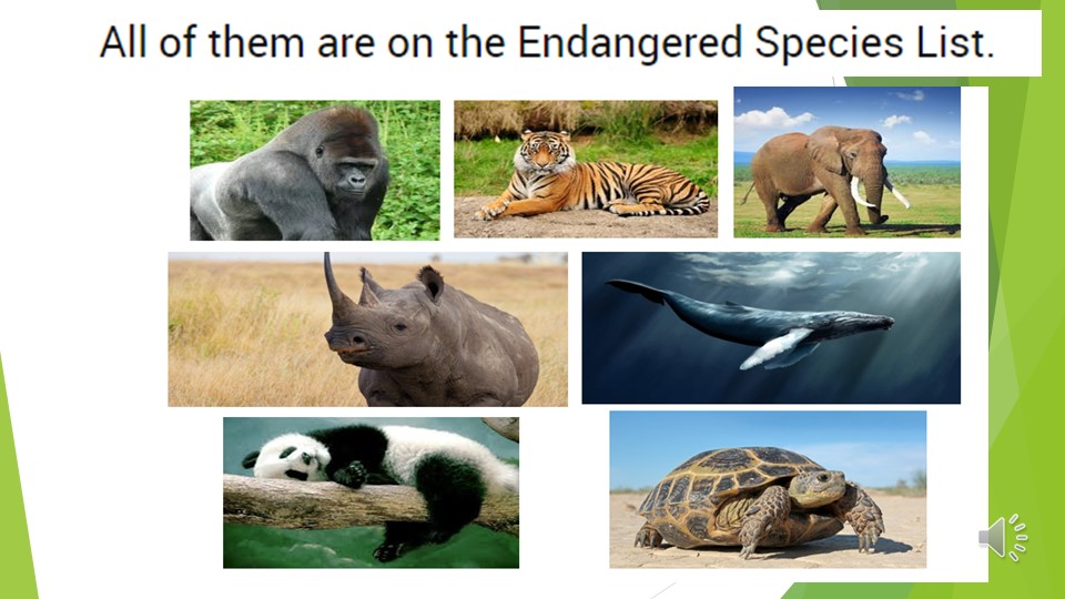 "The Loggerhead Sea Turtle" (10 класс) Учебники, Презентации и Подготовка к Экзаменам для Школьников на Klass-Uchebnik.com