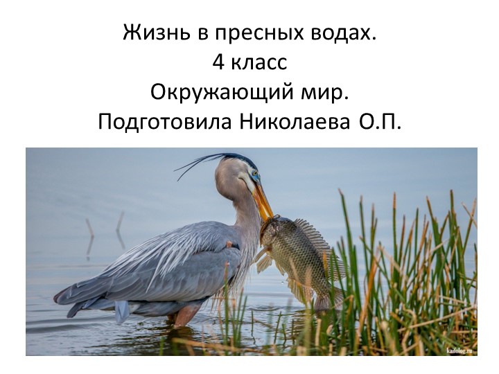 Презентация "Жизнь в пресных водах" - Учебники, Презентации и Подготовка к Экзаменам для Школьников на Klass-Uchebnik.com