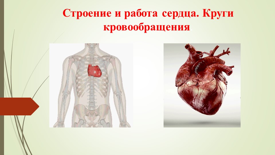 Презентация по биологии на тему: "Строение и работа сердца. Круги кровообращения "для 8 класса Учебники, Презентации и Подготовка к Экзаменам для Школьников на Klass-Uchebnik.com
