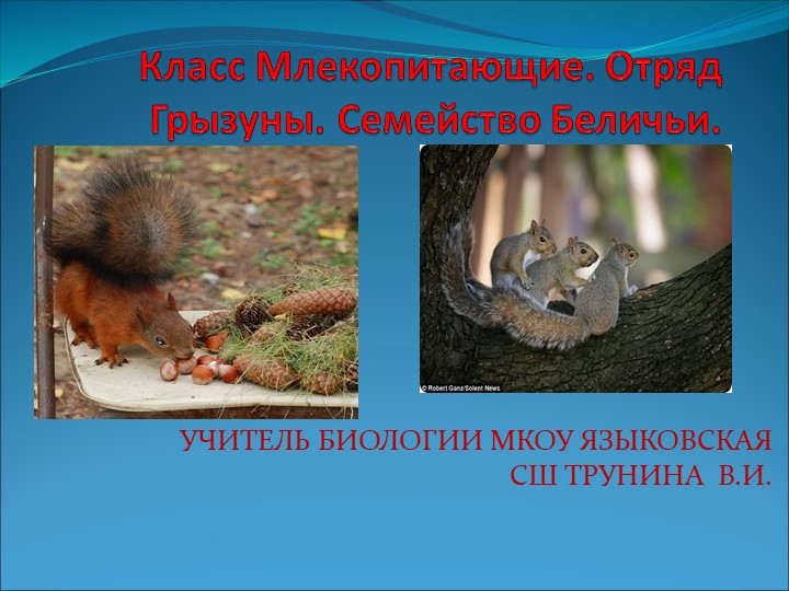 Презентация по биологии на тему" Млекопитающие. Отряд грызуны" - Учебники, Презентации и Подготовка к Экзаменам для Школьников на Klass-Uchebnik.com