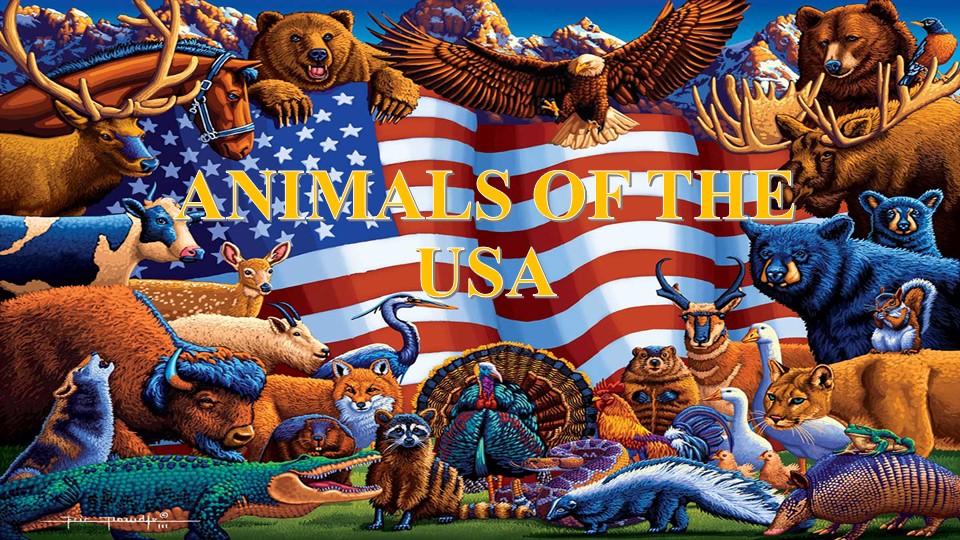 Презентация к уроку английского языка по теме "Животные Америки" Учебники, Презентации и Подготовка к Экзаменам для Школьников на Klass-Uchebnik.com