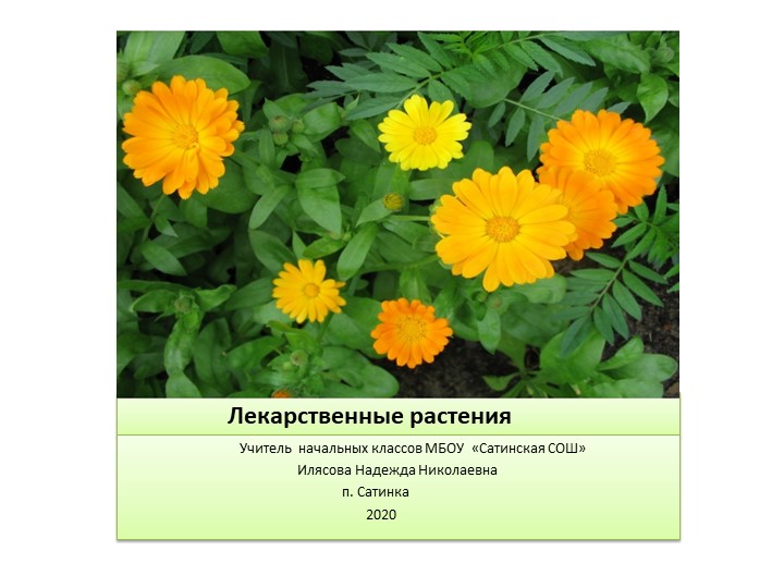 Лекарстсвенные растения в домашней аптечке Учебники, Презентации и Подготовка к Экзаменам для Школьников на Klass-Uchebnik.com