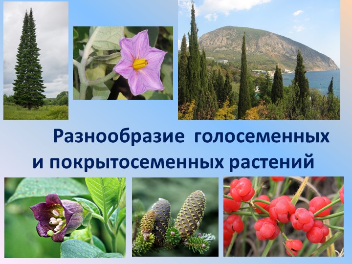 Презентация по биологии на тему: "Разнообразие Голосеменных и Покрытосеменных растений" - Учебники, Презентации и Подготовка к Экзаменам для Школьников на Klass-Uchebnik.com