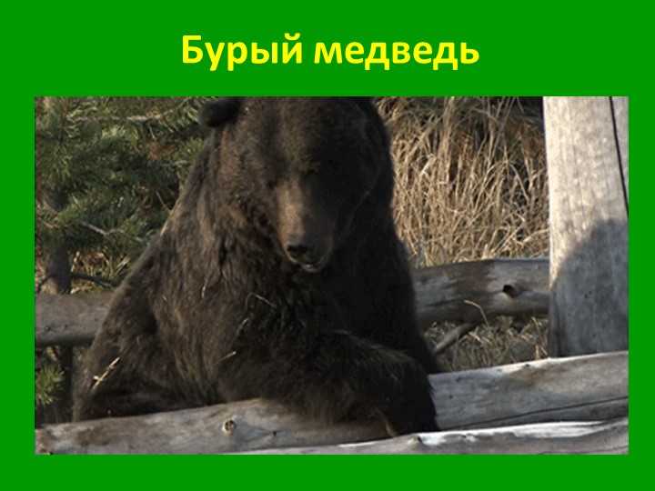 Презентация по экологии на тему "Бурый медведь" Учебники, Презентации и Подготовка к Экзаменам для Школьников на Klass-Uchebnik.com