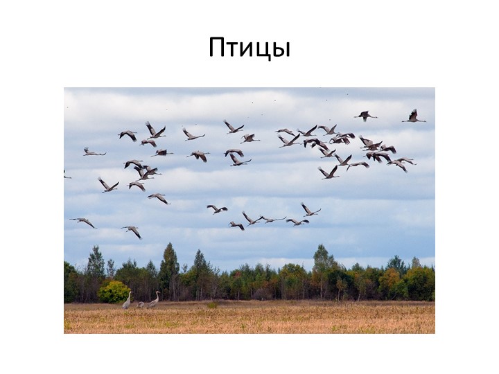 Презентация по окружающему миру на тему:" Птицы" Учебники, Презентации и Подготовка к Экзаменам для Школьников на Klass-Uchebnik.com